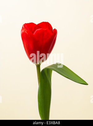 Tulipe rouge. Vue rapprochée d'une seule tulipe rouge et vert feuille. Contraste de blanc, jaune et vert Banque D'Images