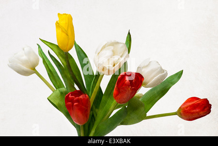 Sept Tulipes, quatre couleurs. Vue rapprochée d'un groupe de trois rouge, blanc et un jaune tulipes en contraste avec des feuilles vertes Banque D'Images