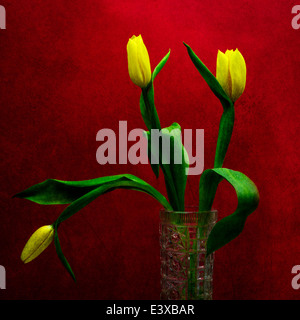 Tulipe - Jaune sur rouge. Trois tulipes jaunes dans un vase sur le fond de couleur rouge. Jouer de jaune, vert et rouge Banque D'Images
