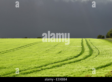 Kithurst Hill, Storrington, West Sussex Banque D'Images