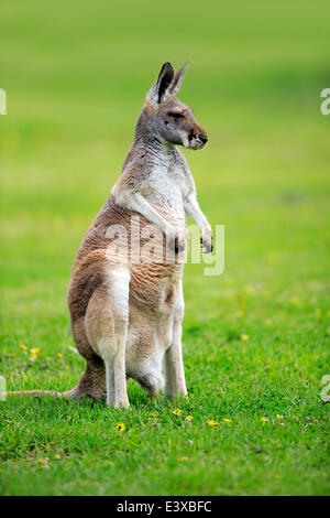 Kangourou rouge (Macropus rufus), femelle adulte, capive, Australie du Sud Banque D'Images