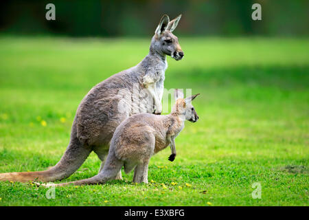 Kangourou rouge (Macropus rufus), les femmes adultes et subadultes, capive, Australie du Sud Banque D'Images
