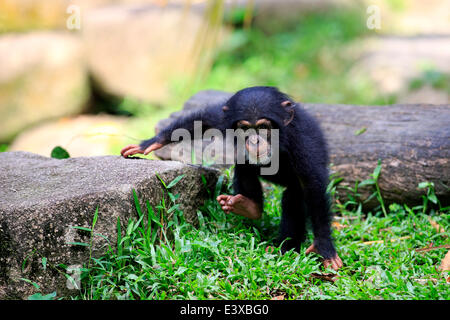 Chimpanzé (Pan troglodytes), les jeunes, les autochtones à l'Afrique, capive, Singapour Banque D'Images