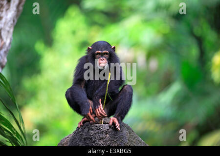 Chimpanzé (Pan troglodytes), les jeunes, perché sur un rocher, l'alimentation, originaire d'Afrique, capive, Singapour Banque D'Images