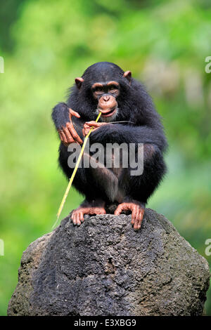 Chimpanzé (Pan troglodytes), les jeunes, perché sur un rocher, l'alimentation, originaire d'Afrique, capive, Singapour Banque D'Images