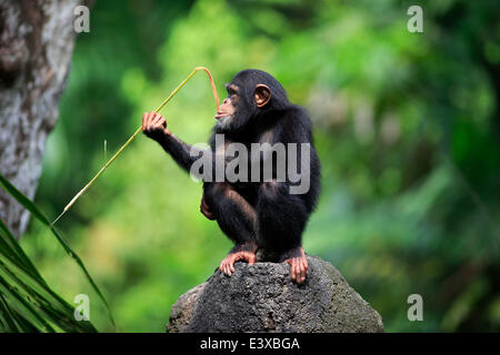 Chimpanzé (Pan troglodytes), les jeunes, perché sur un rocher, l'alimentation, originaire d'Afrique, capive, Singapour Banque D'Images