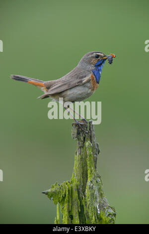 Gorgebleue à miroir (Luscinia svecica), de l'Ems, Basse-Saxe, Allemagne Banque D'Images