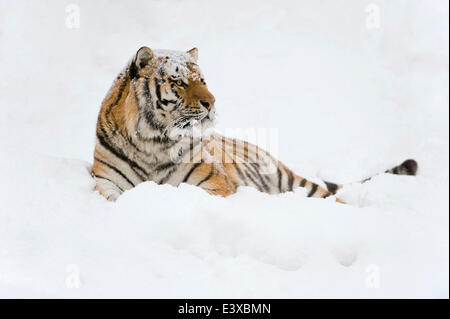 Tigre de Sibérie ou tigre de l'amour (Panthera tigris altaica), couché dans la neige, captive, Saxe, Allemagne
