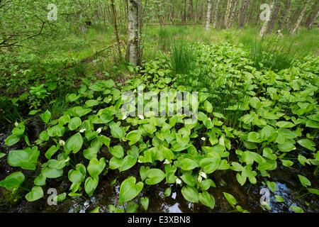 L'Arum des marais (Calla palustris), Vogelmoor Réserve Naturelle, Basse-Saxe, Allemagne Banque D'Images