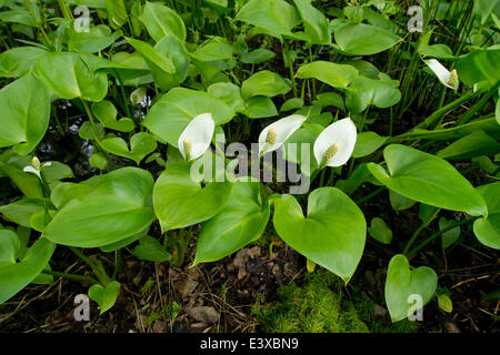 L'Arum des marais (Calla palustris), Basse-Saxe, Allemagne Banque D'Images