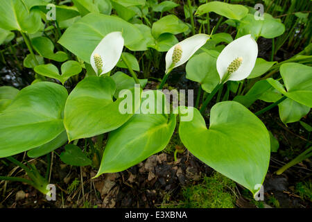 L'Arum des marais (Calla palustris), Basse-Saxe, Allemagne Banque D'Images