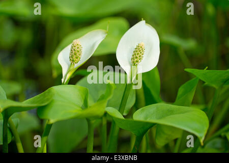 L'Arum des marais (Calla palustris), fleurs, Basse-Saxe, Allemagne Banque D'Images