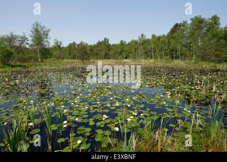 Étang avec des nénuphars blancs (Nymphaea alba), Breites Moor, près de Celle, Basse-Saxe, Allemagne Banque D'Images