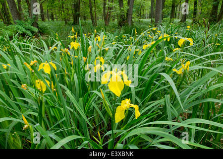 Iris jaune (Iris pseudacorus), la floraison dans un alder Carr, l'Aulne glutineux (Alnus glutinosa), Basse-Saxe, Allemagne Banque D'Images