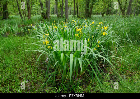 Iris jaune (Iris pseudacorus), la floraison dans un alder Carr, l'Aulne glutineux (Alnus glutinosa), Basse-Saxe, Allemagne Banque D'Images