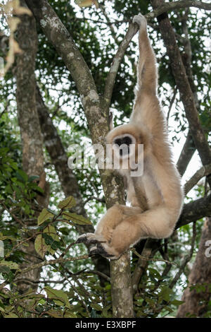 White-remis Gibbon (Hylobates lar) accroché dans un arbre, captive, Province de Western Cape, Afrique du Sud Banque D'Images