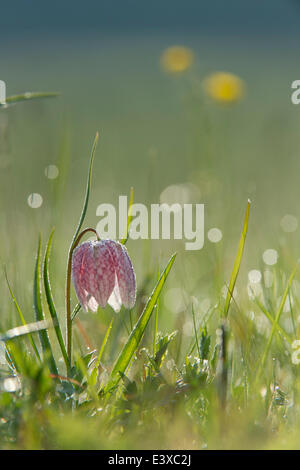 Tête du serpent Fritillary ou fleur d'échecs (Fritillaria meleagris), Hesse du Nord, Hesse, Allemagne Banque D'Images