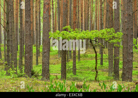 Jeune Arbre de chêne (Quercus), de plus en plus entre les pins sylvestres (Pinus sylvestris) dans une forêt de pins, parc national de Biebrza, Pologne Banque D'Images