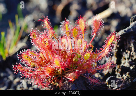 Oblong-leaved Sundew (Drosera intermedia), Bavière, Allemagne Banque D'Images