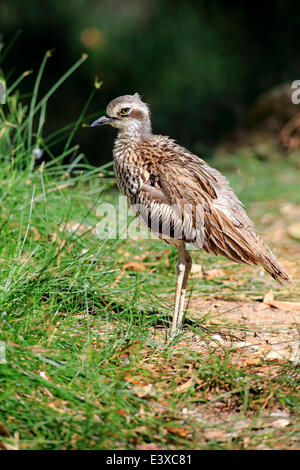 Bush-Pierre (Burhinus grallarius courlis), des profils, de l'Australie Banque D'Images