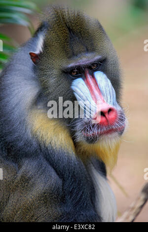 Mandrill (Mandrillus sphinx), mâle adulte, captive, Afrique du Sud Banque D'Images