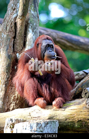 Orang-outan (Pongo pygmaeus), femelle adulte, l'alimentation, de l'Asie, en captivité Banque D'Images