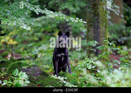 Loup de l'Est (Canis lupus lycaon), adulte, captive, Eifel, Allemagne Banque D'Images