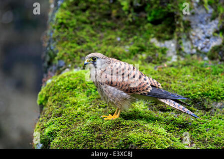 Faucon crécerelle eurasiennes ou crécerelle (Falco tinnunculus), les subadultes, pas entièrement colorés, homme, perché sur un rocher, Eifel, Allemagne Banque D'Images