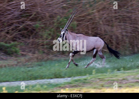 Gemsbok (Oryx gazella), Hoarusib, Puros, Kaokoland, Namibie Banque D'Images