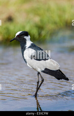 Blacksmith sociable (Vanellus armatus), Kaokoland, Namibie Banque D'Images