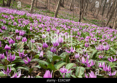 La Dent de chien japonais violet Banque D'Images