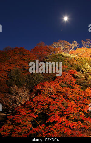 Feuilles d’automne Banque D'Images