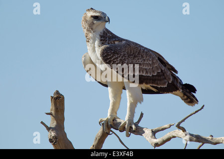 Un jeune aigle martial dans le Parc National transfrontalier de Kgalagadi en Afrique du Sud. Banque D'Images