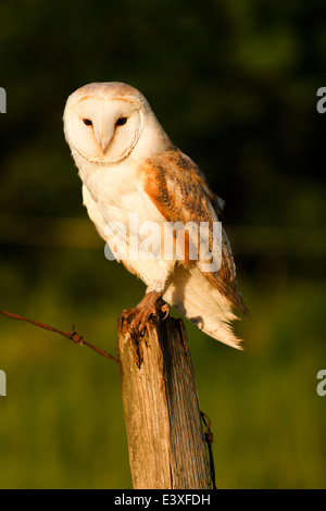 Effraie des clochers sur un piquet dans la lumière du soir Banque D'Images