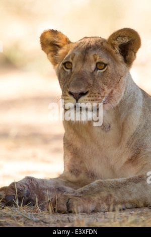Une lionne photographiée à l'ombre d'un arbre dans le Parc National transfrontalier de Kgalagadi en Afrique du Sud. Banque D'Images