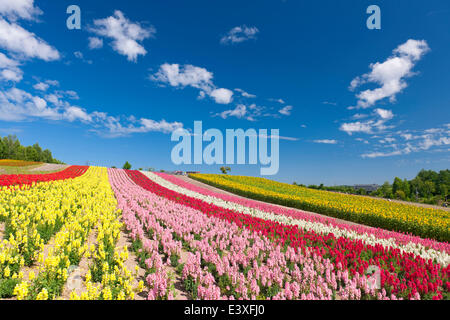 Flower garden and sky Banque D'Images