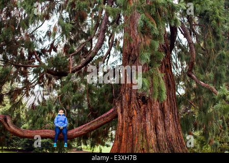 Caucasian woman sitting in tree Banque D'Images