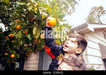 Caucasian boy picking fruit sur les épaules du père Banque D'Images