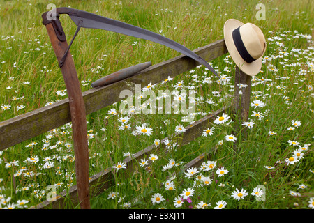 Ox-eye Tribunes Leucanthemum vulgare dans hay meadow traditionnel avec chapeau et sythe Banque D'Images