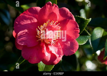 Camellia japonica 'Carleton Clarise'. Sir Harold Hillier Gardens. Banque D'Images