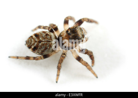 Evarcha falcata femelle araignée, une partie de la famille des Salticidae - Jumping spiders. Banque D'Images