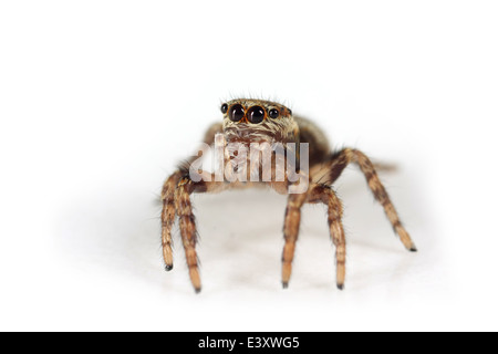 Evarcha falcata femelle araignée, une partie de la famille des Salticidae - Jumping spiders. Banque D'Images