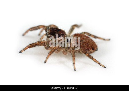 Evarcha falcata femelle araignée, une partie de la famille des Salticidae - Jumping spiders. Banque D'Images