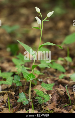 White helleborine (Cephalanthera damasonium) fleur en bois dans l'habitat, en Angleterre Banque D'Images