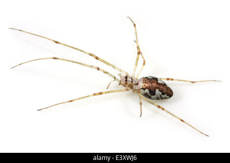 Femme stretch-contondant (araignée Tetragnatha obtusa), partie de la famille Tetragnathidae - Longjawed ou Stretch the orbweavers araignées. Banque D'Images