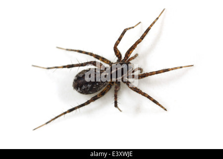 Broche femelle-stripe-spider loup Pardosa (monticola), partie de la famille Lycosidae - Wolf spiders. Isolé sur fond blanc. Banque D'Images