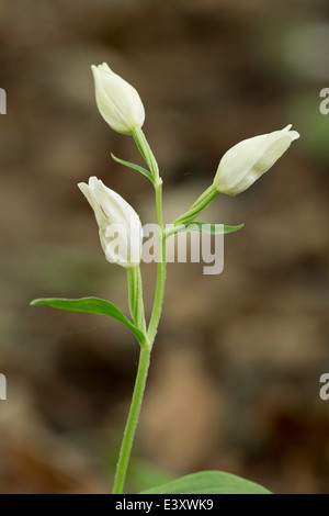 White helleborine (Cephalanthera damasonium) fleur en bois dans l'habitat, en Angleterre Banque D'Images