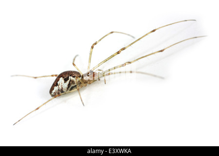 Femme stretch-contondant (araignée Tetragnatha obtusa), partie de la famille Tetragnathidae - Longjawed ou Stretch the orbweavers araignées. Banque D'Images