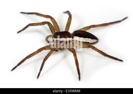 Femme Dolomedes fimbriatus (grand radeau spider) font partie de la famille Pisauridae, pépinière web spiders, isolé sur fond blanc Banque D'Images