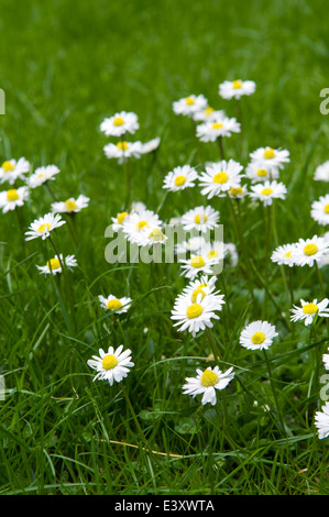 Marguerites commun, également connu sous le nom de Daisy Daisy pelouse ou en anglais. Bellis perennis nom propre. Banque D'Images